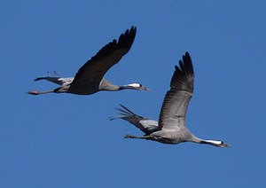 Common Cranes - Grus grus © John Muddeman